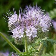Bijenvoer Phacelia bloemen close-up