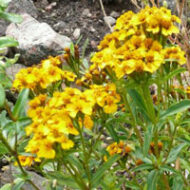 Mexicaanse Dragon bloemen in tuin