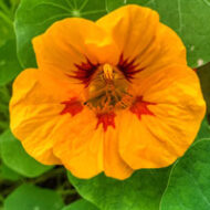 Oost-Indische kers close-up bloem