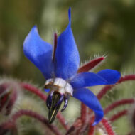 Wilde bloemen zaden Bernagie