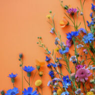 Eetbare Bloemen zaden mix bloemen voorbeeld