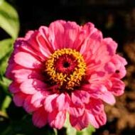 Zinnia close-up