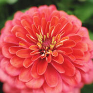 Zinnia elegans dahlia bloemige close-up