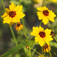 Coreopsis Tinctoria bloemen close-up