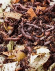 Foto van Compostwormen Mix verkrijgbaar bij DeDuurzameTuin.nl