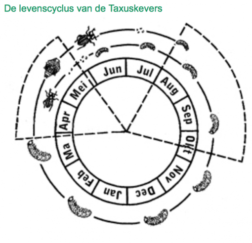 Taxuskever