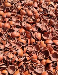 Hazelnootdoppen Nocciolo verkrijgbaar bij DeDuurzameTuin.nl