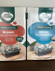 Kweekset Champignon wit of bruin