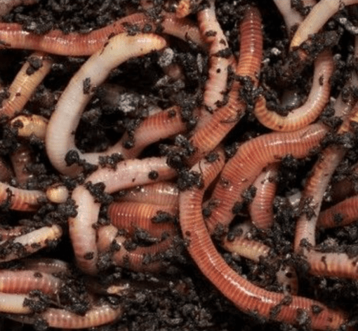 Foto van Compostwormen verkrijgbaar bij DeDuurzameTuin.nl