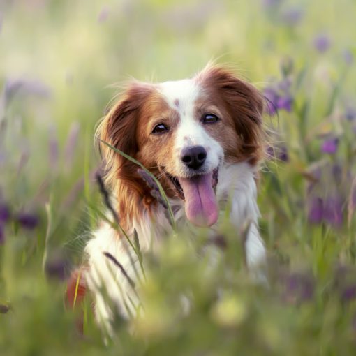 Kooikerhondje in veld met veldbloemen
