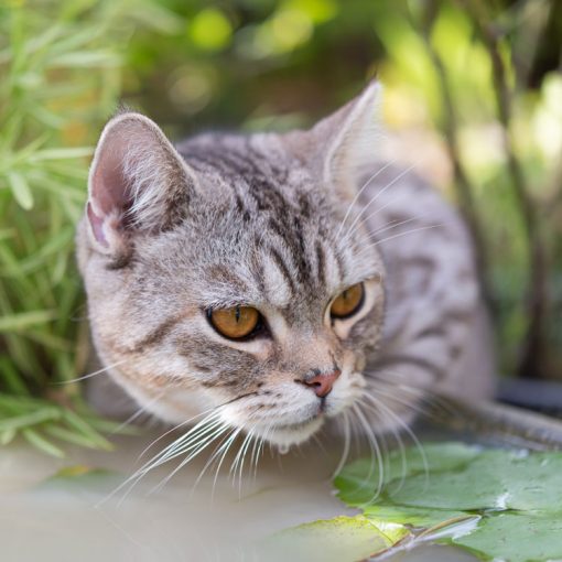 Kat drinkt water uit tuinvijver
