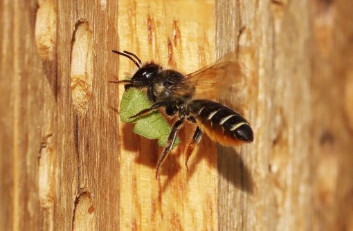 HappyBeez insectenhotel verkrijgbaar bij DeDuurzameTuin.nl