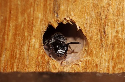 HappyBeez insectenhotel verkrijgbaar bij DeDuurzameTuin.nl