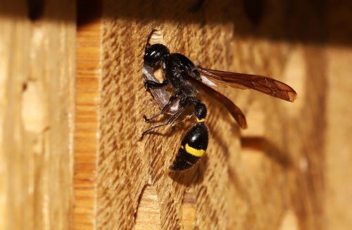 HappyBeez insectenhotel verkrijgbaar bij DeDuurzameTuin.nl