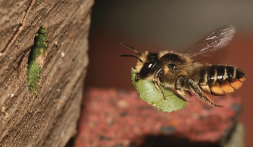HappyBeez insectenhotel verkrijgbaar bij DeDuurzameTuin.nl
