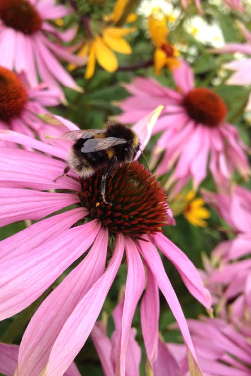 Bloemen voor bijen natuurlijke zaden
