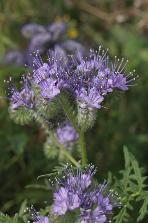 Bijenvoer zaden phacelia bloemen