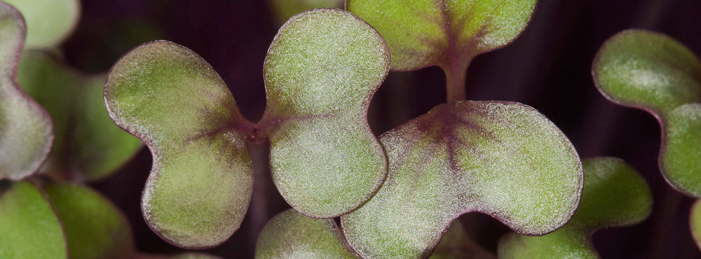 Microgreens