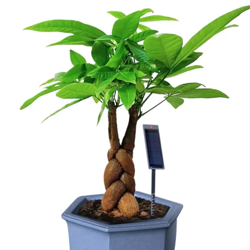 Grondvochtsensor met lichtalarm voor kamerplant
