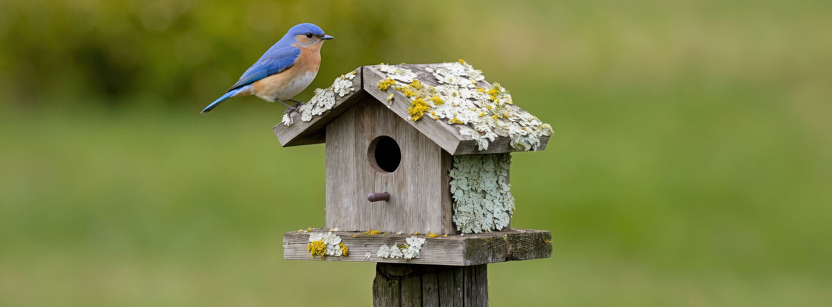 Nestkasten voor vogels