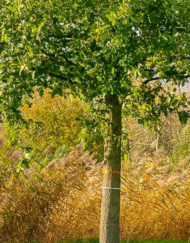SIP tegen Eiken Spint Kever is verkrijgbaar bij DeDuurzameTuin.nl