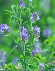 Medicago Sativa żaden verkrijgbaar bij DeDuurzameTuin.nl