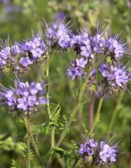Phacelia Bio Bijenvoer Bio-Ron verkrijgbaar bij DeDuurzameTuin.nl
